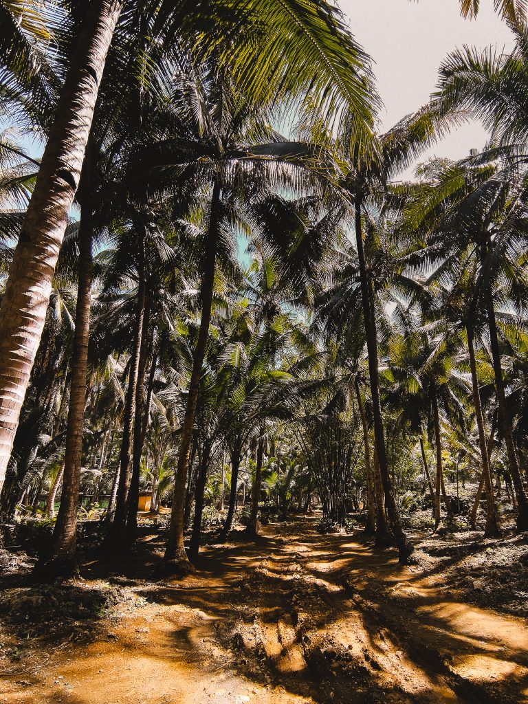 unfortunately we only took photographs of all the coconut trees near Secret Beach
