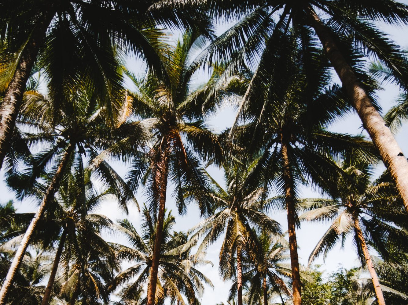all the coconut trees