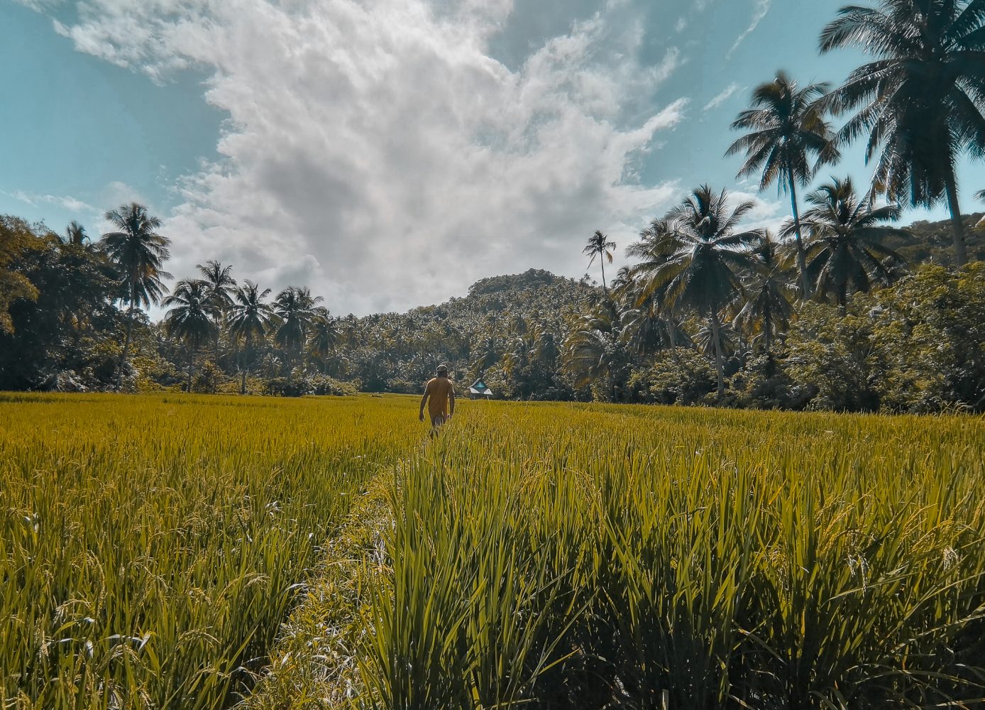 The land above Burgos town in Siargao is a stunning landscape of rice fields, mountains and coconut trees