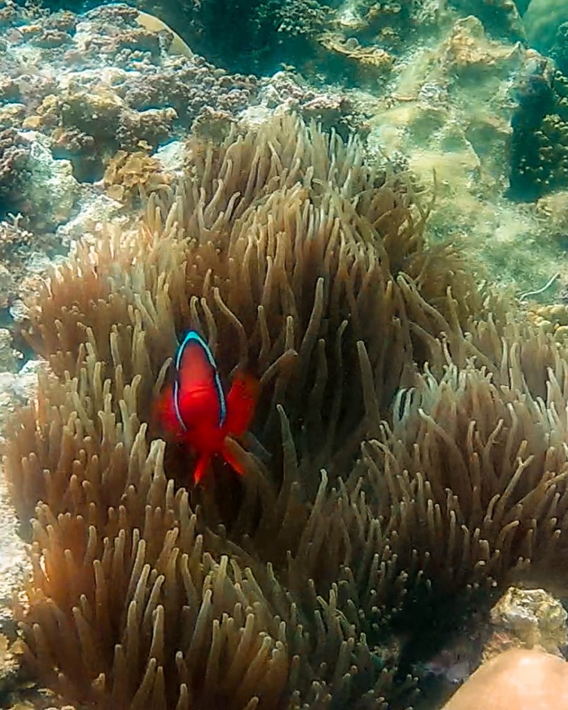 Tubod Marine Sanctuary A clownfish (nemo) taking a peak out of his home in a swaying marine plant