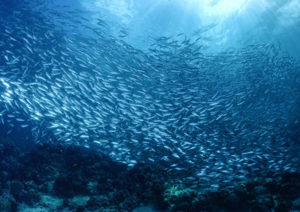 The sardines run in Moalboal. Loads of sardines forming shapes as they swim along the shore