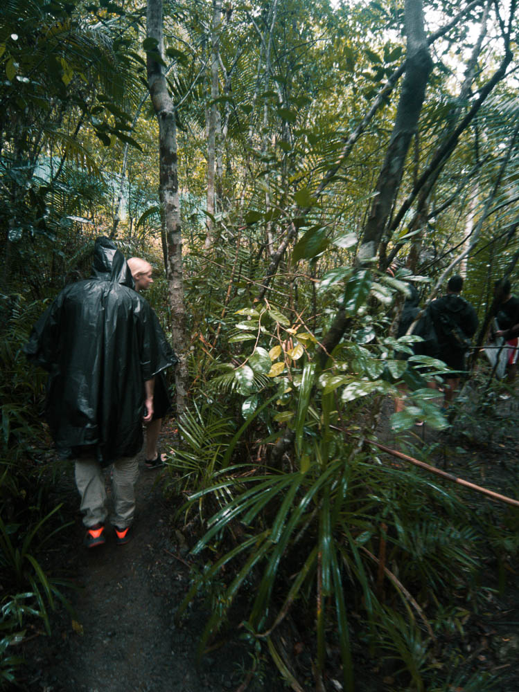 The trek through the sanctuary's jungle landscape