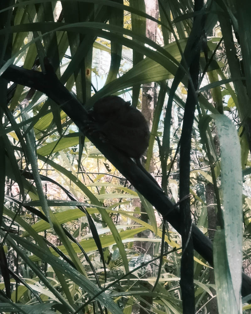 A tarsier hidden in a tree