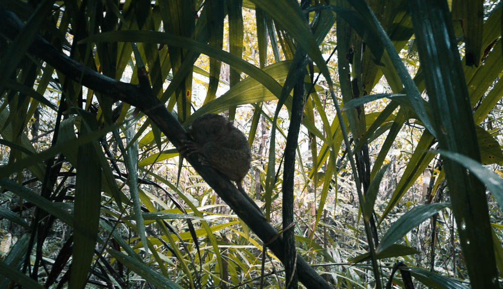 A tarsier chilling out while clung to a tree branch