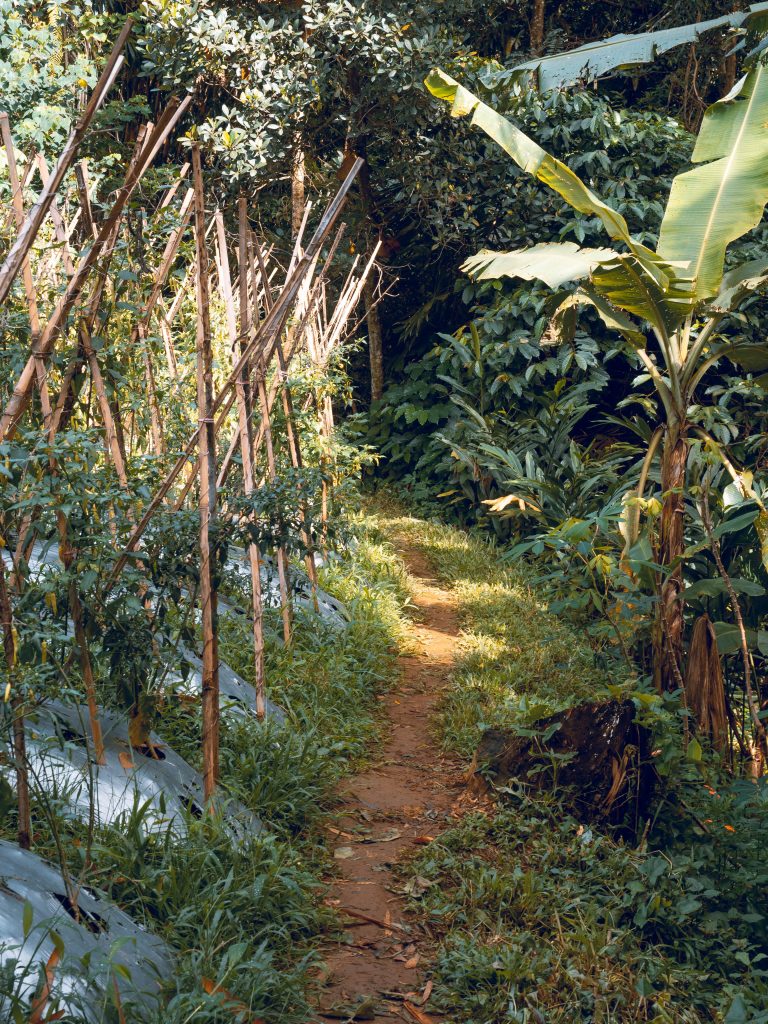The trail along the jungle on one side and a chilli pepper plantation on the other